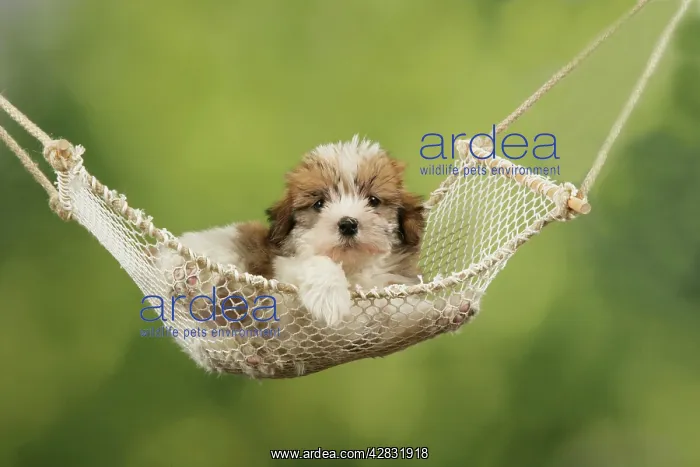  : Dog - Cross breed Puppy in hammock