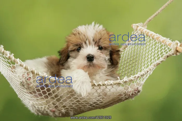  : Dog - Cross breed Puppy in hammock