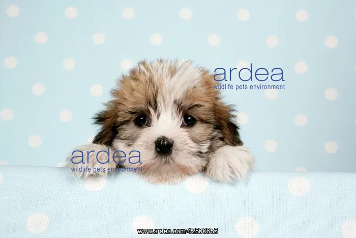  : Dog - Cross breed Puppy peeking over cloth