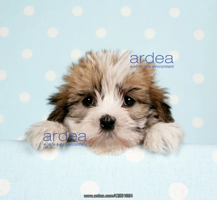  : Dog - Cross breed Puppy peeking over cloth
