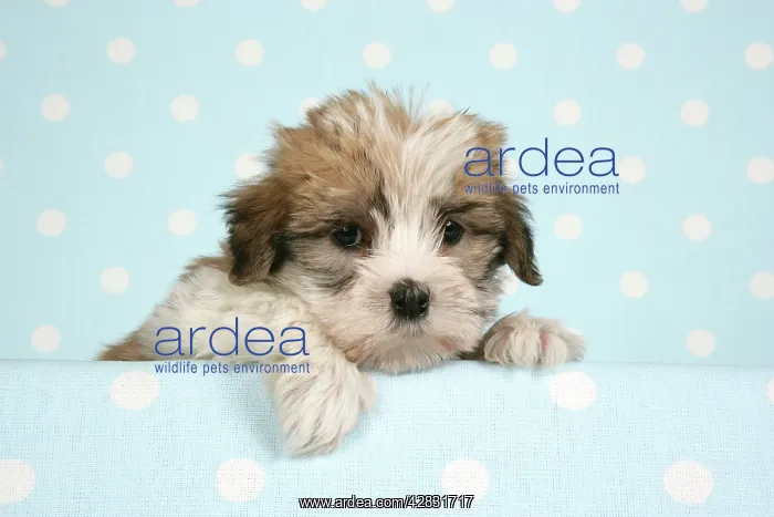  : Dog - Cross breed Puppy peeking over cloth