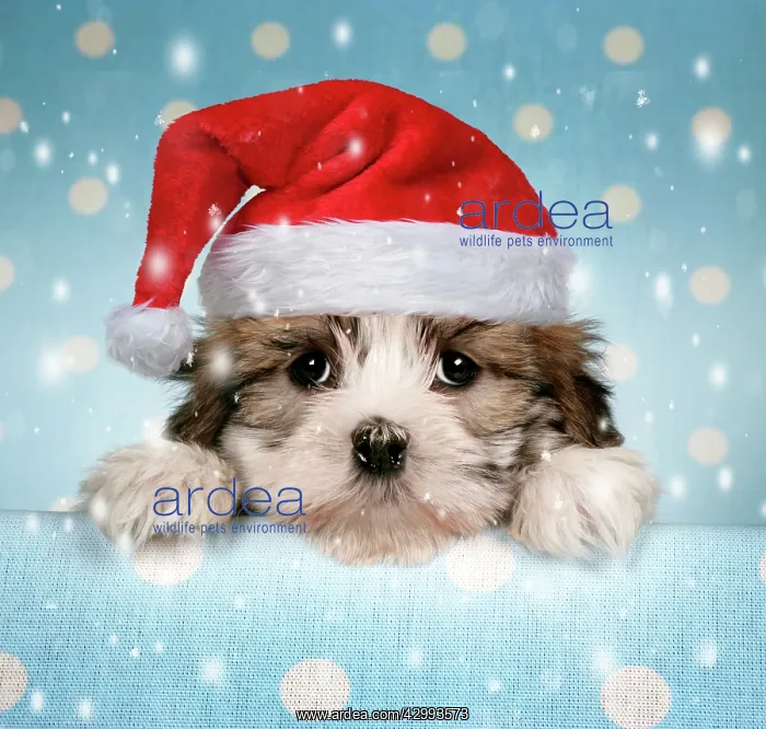 : Dog - Cross breed Puppy peeking over cloth : Dog - Cross breed Puppy peeking over cloth