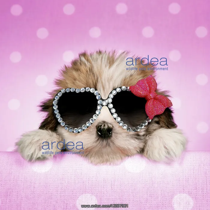 : Dog - Cross breed Puppy peeking over cloth wearing : Dog - Cross breed Puppy peeking over cloth wearing
