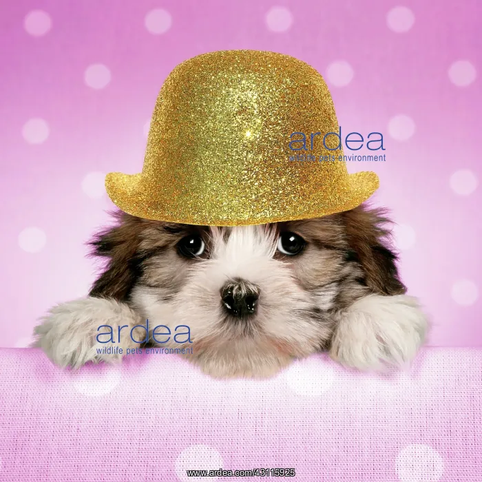 : Dog - Cross breed Puppy peeking over cloth wearing : Dog - Cross breed Puppy peeking over cloth wearing