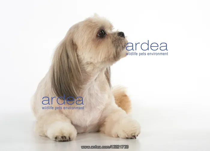  : Dog cross breed Shih Tzu /  Lhasa Apso ?