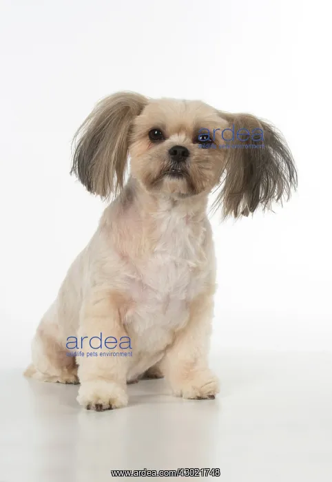  : Dog cross breed Shih Tzu /  Lhasa Apso ?