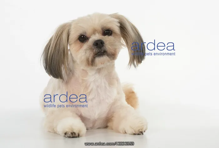  : Dog cross breed Shih Tzu /  Lhasa Apso ?