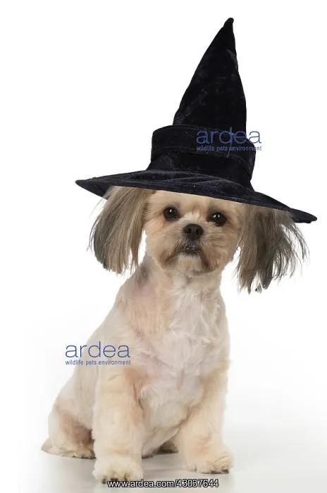 : DOG. cross breed Shih Tzu / Lhasa Apso wearing witches : DOG. cross breed Shih Tzu / Lhasa Apso wearing witches