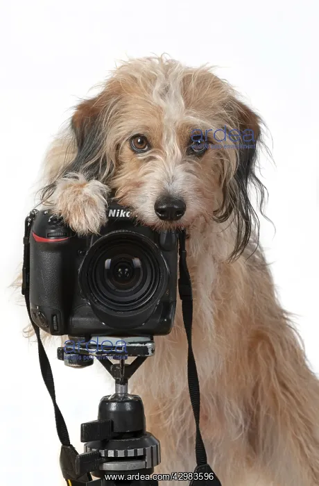 : DOG. Cross breed, sitting behind a camera, paw : DOG. Cross breed, sitting behind a camera, paw