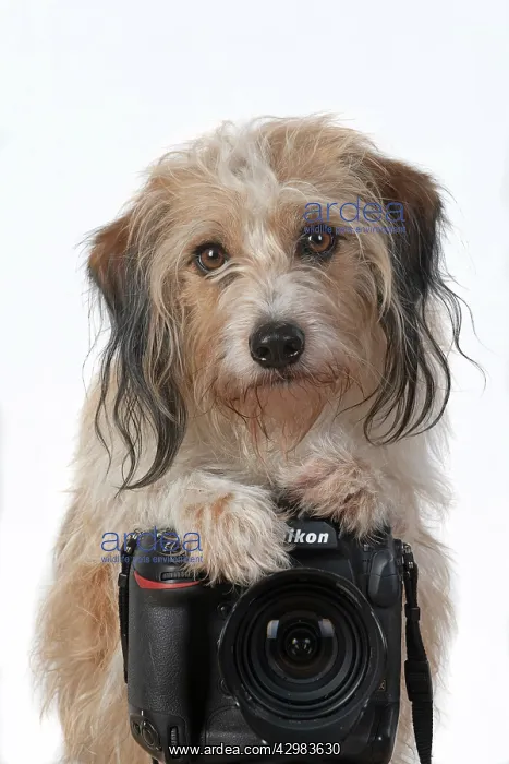  : DOG. Cross breed, sitting behind a camera, paw