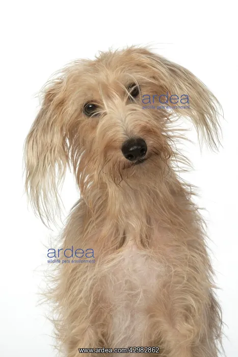 : DOG. Cross breed, sitting head on one side, studio : DOG. Cross breed, sitting head on one side, studio