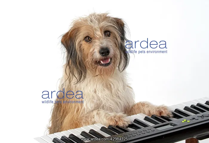 : DOG. Cross breed, sitting at a piano, paws on : DOG. Cross breed, sitting at a piano, paws on
