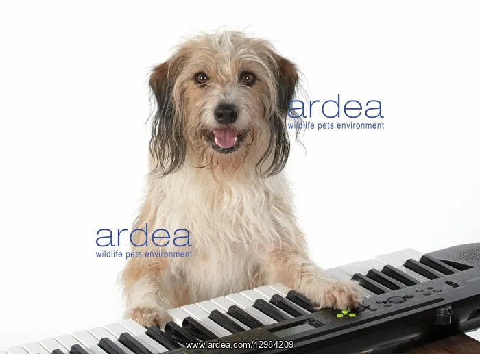 : DOG. Cross breed, sitting at a piano, paws on : DOG. Cross breed, sitting at a piano, paws on