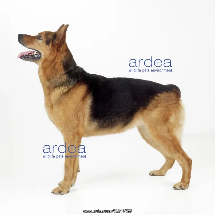 : Dog - Crossbreed Rottweiler / German Shepherd : Dog - Crossbreed Rottweiler / German Shepherd