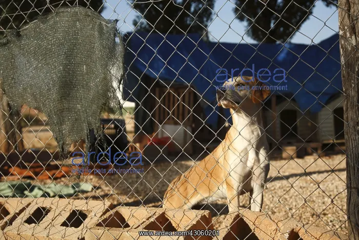 : Dog crossed behind a fence in a shelter Cuenca Spain : Dog crossed behind a fence in a shelter Cuenca Spain