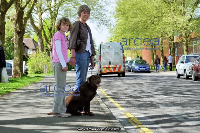 : Dog crossing a road safely with adult & child : Dog crossing a road safely with adult & child