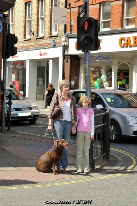 : Dog crossing a road safely with adult & child : Dog crossing a road safely with adult & child