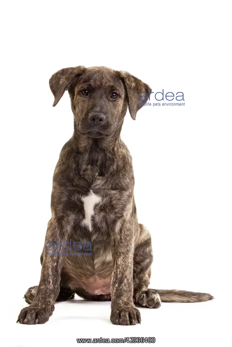 : Dog - Cuo de Fila de Suo Miguel / Suo Miguel / : Dog - Cuo de Fila de Suo Miguel / Suo Miguel /