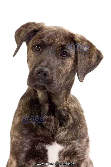  : Dog - Cuo de Fila de Suo Miguel  /  Suo Miguel  / 
