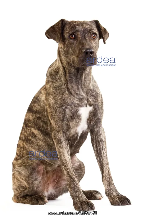 : Dog - Cuo de Fila de Suo Miguel / Suo Miguel / : Dog - Cuo de Fila de Suo Miguel / Suo Miguel /