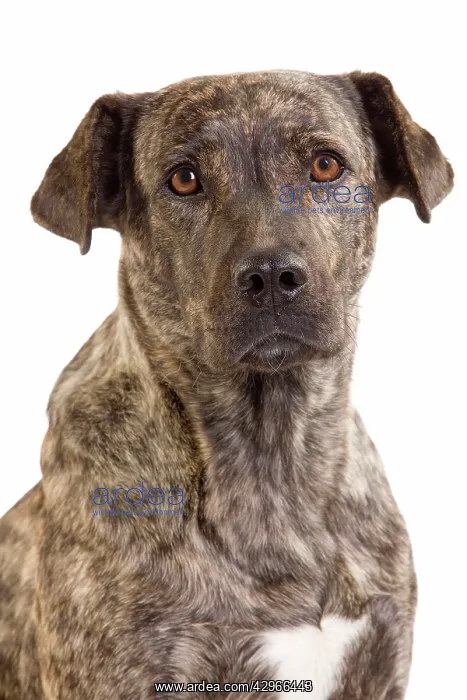 : Dog - Cuo de Fila de Suo Miguel / Suo Miguel / : Dog - Cuo de Fila de Suo Miguel / Suo Miguel /