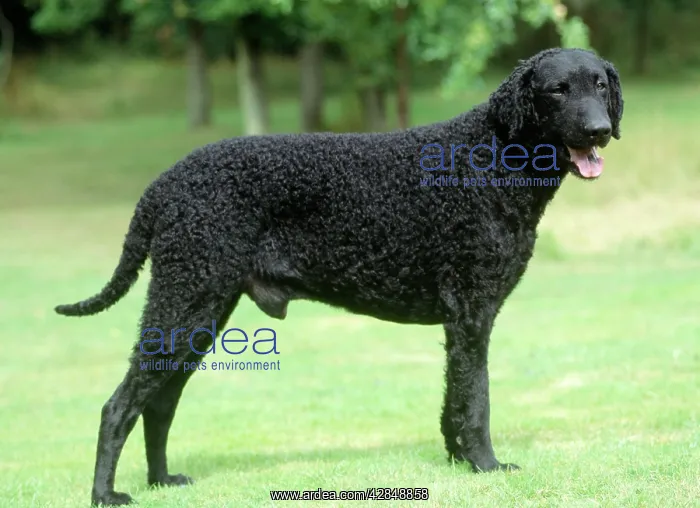 : Dog - Curly-coated Retriever : Dog - Curly-coated Retriever
