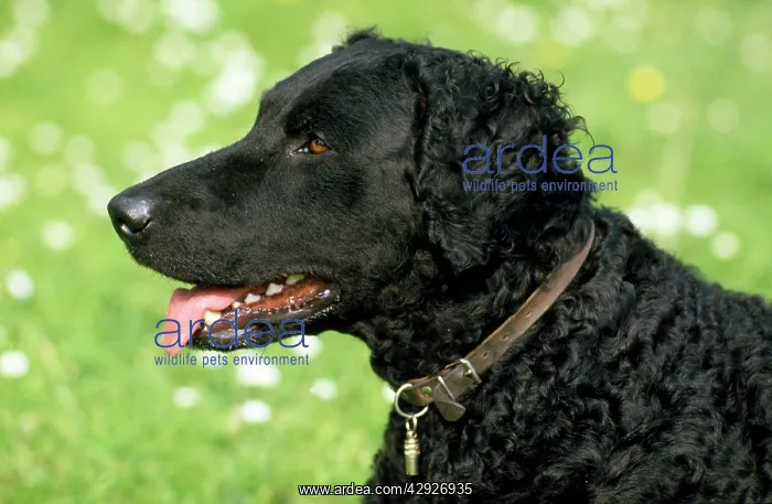  : Dog - Curly Coated Retriever