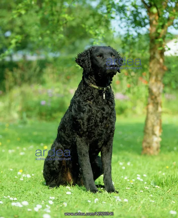  : Dog - Curly Coated Retriever