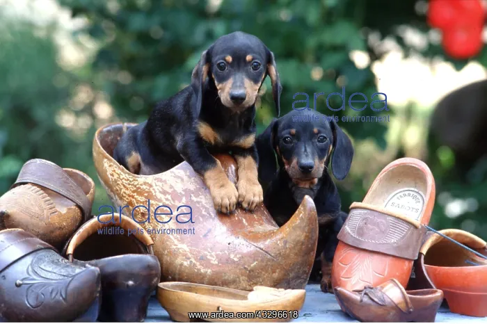 : Dog - Cute, Puppies x two in clogs : Dog - Cute, Puppies x two in clogs