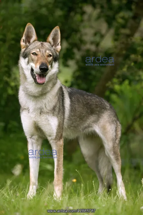  : DOG - Czechoslovakian Wolfdog