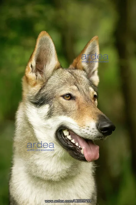 : DOG - Czechoslovakian Wolfdog : DOG - Czechoslovakian Wolfdog