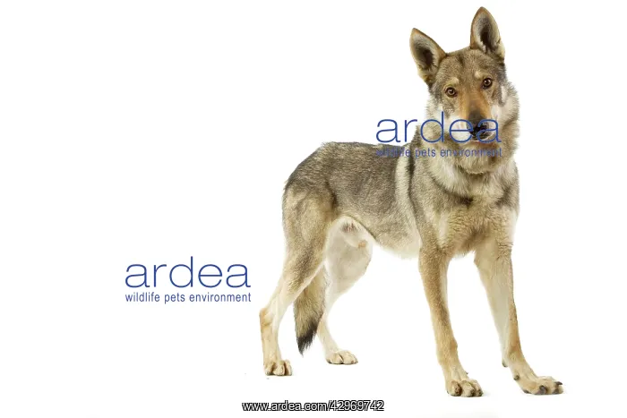  : Dog - Czechoslovakian Wolfdog
