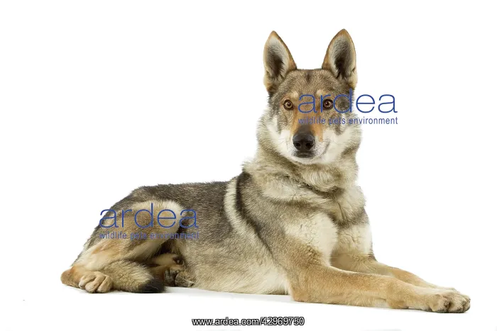  : Dog - Czechoslovakian Wolfdog