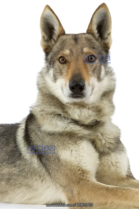  : Dog - Czechoslovakian Wolfdog