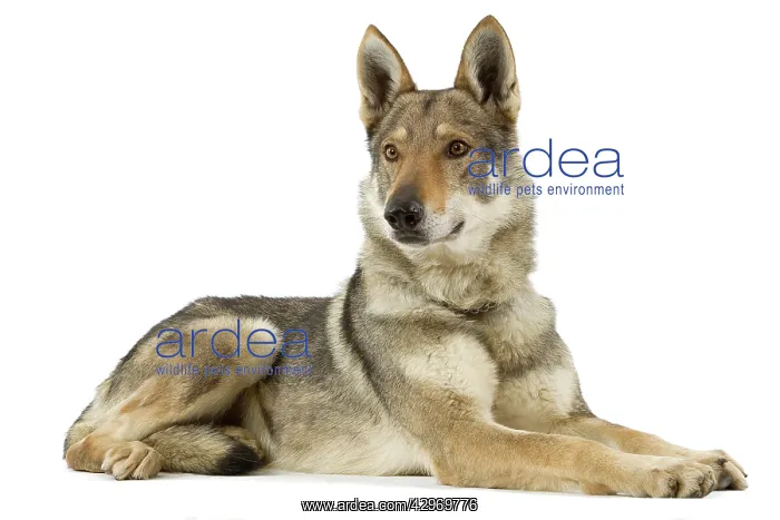  : Dog - Czechoslovakian Wolfdog