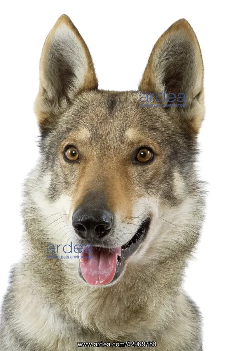  : Dog - Czechoslovakian Wolfdog