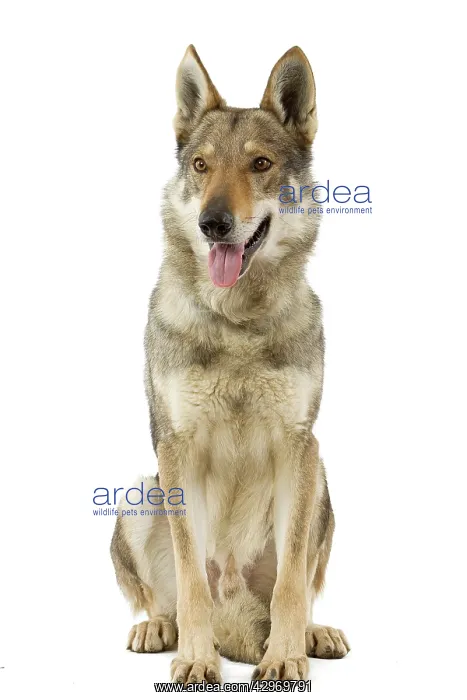  : Dog - Czechoslovakian Wolfdog