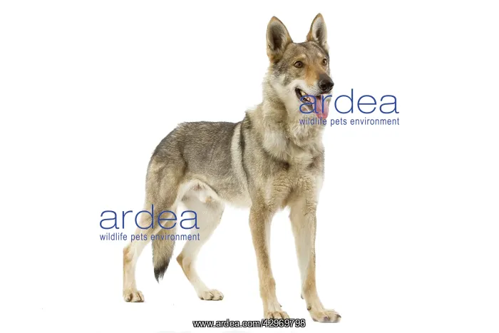  : Dog - Czechoslovakian Wolfdog