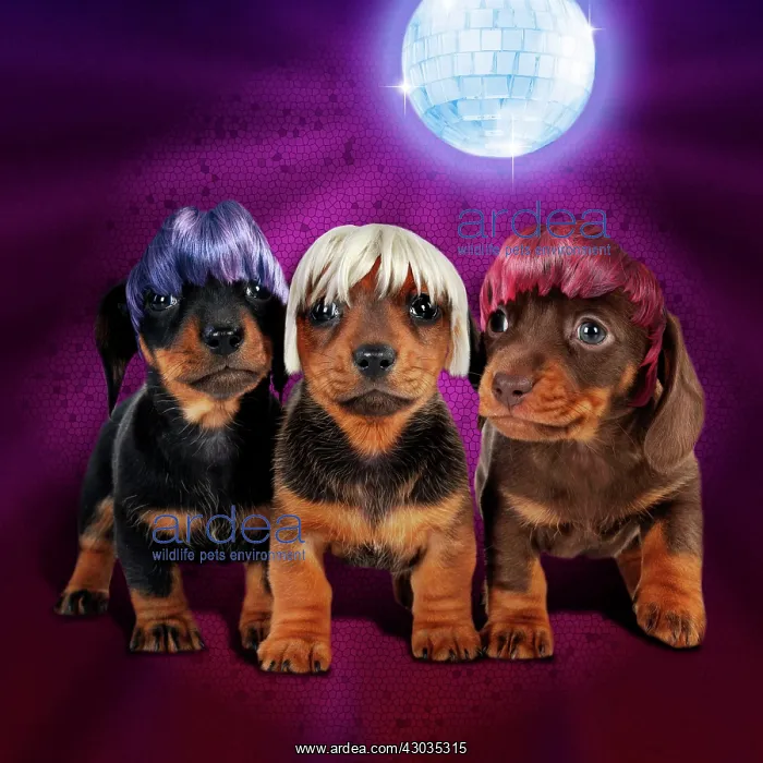 : Dog Dachshund 3 diva dogs dancing at disco Digital Manipulation - wigs : Dog Dachshund 3 diva dogs dancing at disco Digital Manipulation - wigs