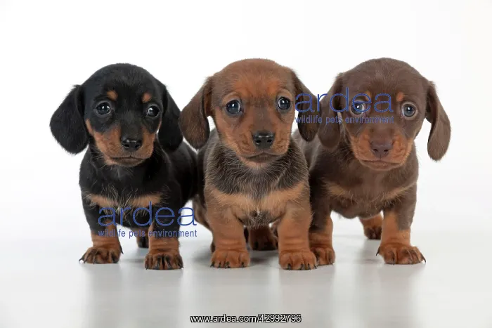 : Dog - Dachshund 5 week old puppies : Dog - Dachshund 5 week old puppies