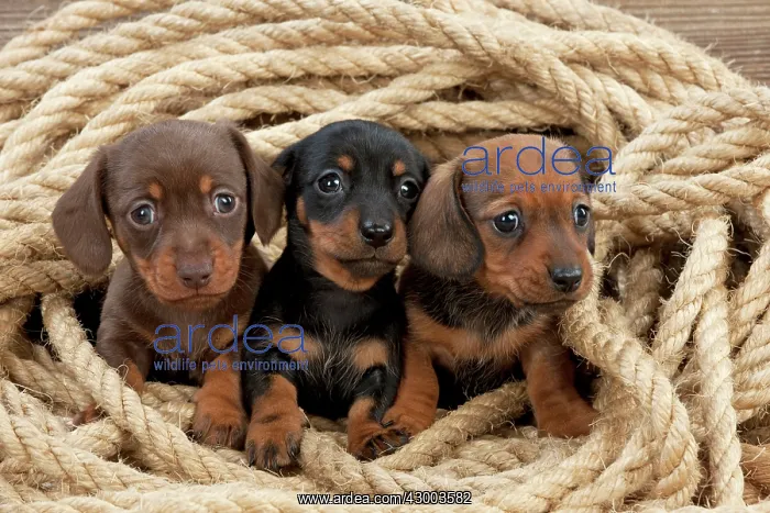 : Dog - Dachshund 5 week old puppies : Dog - Dachshund 5 week old puppies