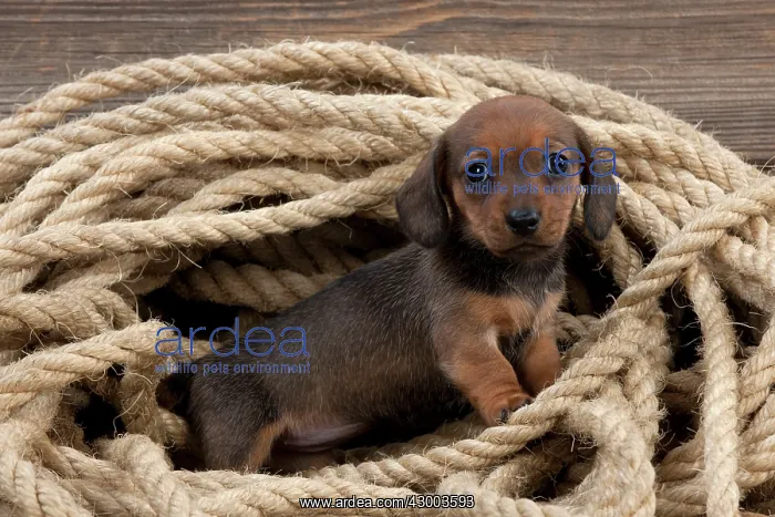 : Dog - Dachshund 5 week old puppy : Dog - Dachshund 5 week old puppy