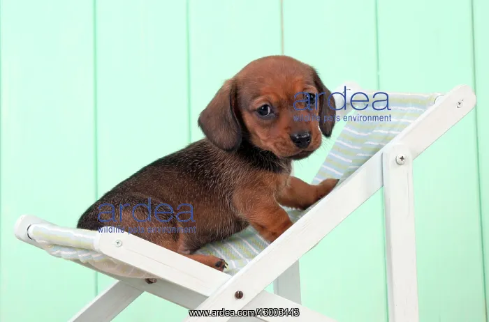 : Dog - Dachshund 5 week old puppy in a deck chair : Dog - Dachshund 5 week old puppy in a deck chair