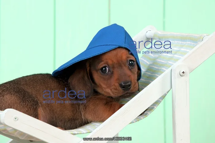 : Dog - Dachshund 5 week old puppy in a deck chair : Dog - Dachshund 5 week old puppy in a deck chair