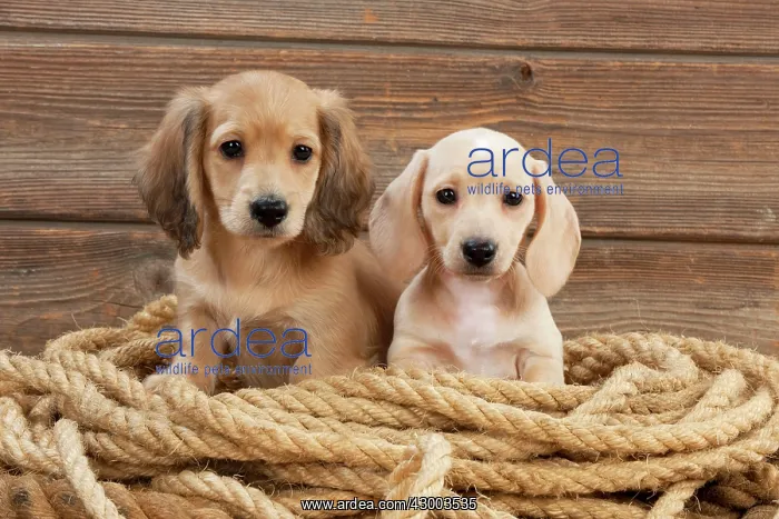 : Dog - Dachshund 7 week old puppies : Dog - Dachshund 7 week old puppies