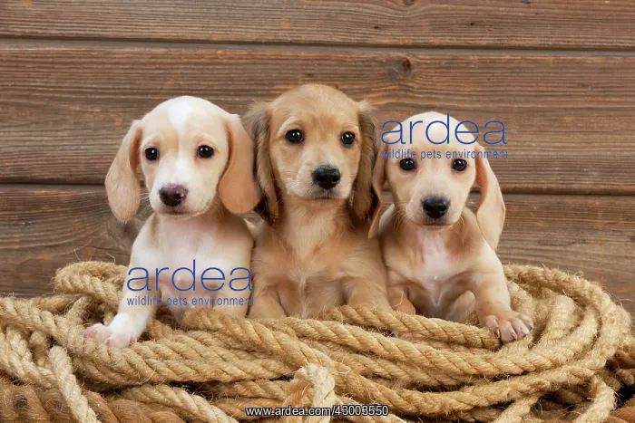 : Dog - Dachshund 7 week old puppies : Dog - Dachshund 7 week old puppies