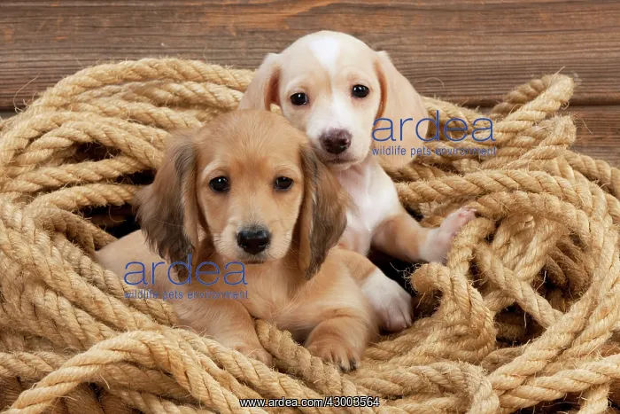 : Dog - Dachshund 7 week old puppies : Dog - Dachshund 7 week old puppies