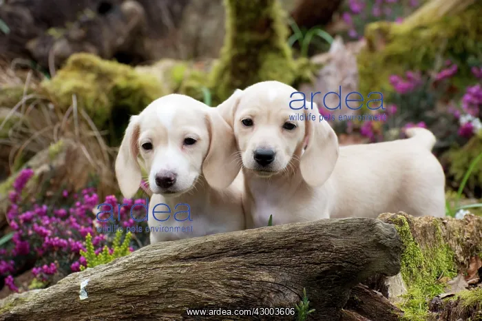 : Dog - Dachshund 7 week old puppies : Dog - Dachshund 7 week old puppies