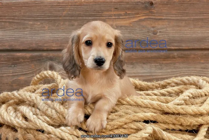 : Dog - Dachshund 7 week old puppy : Dog - Dachshund 7 week old puppy