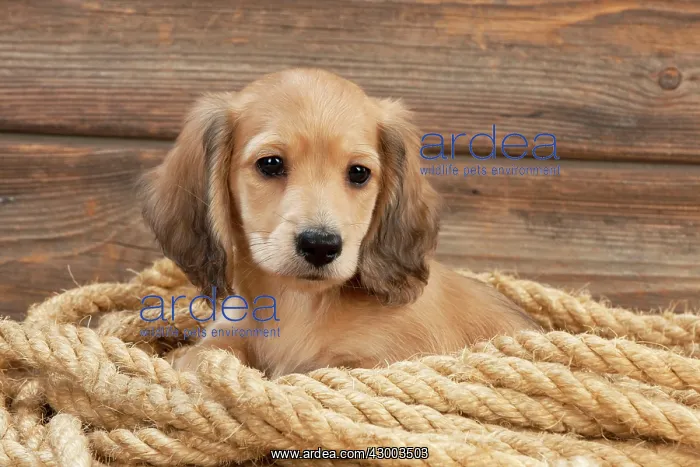 : Dog - Dachshund 7 week old puppy : Dog - Dachshund 7 week old puppy